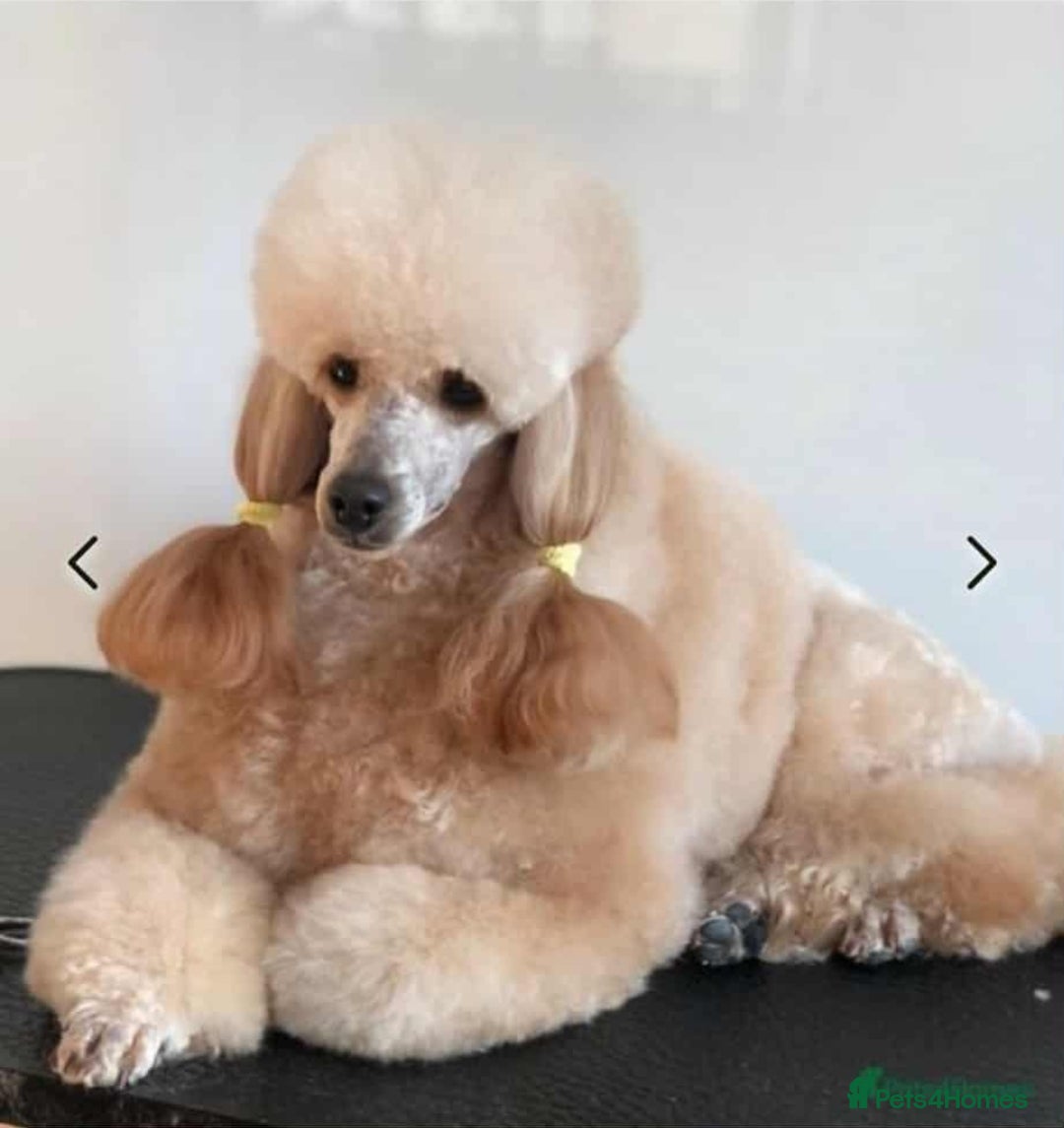 Cavapoo dogs for sale: Beautiful F1b cavapoo 💚💙🩷 - Image 13