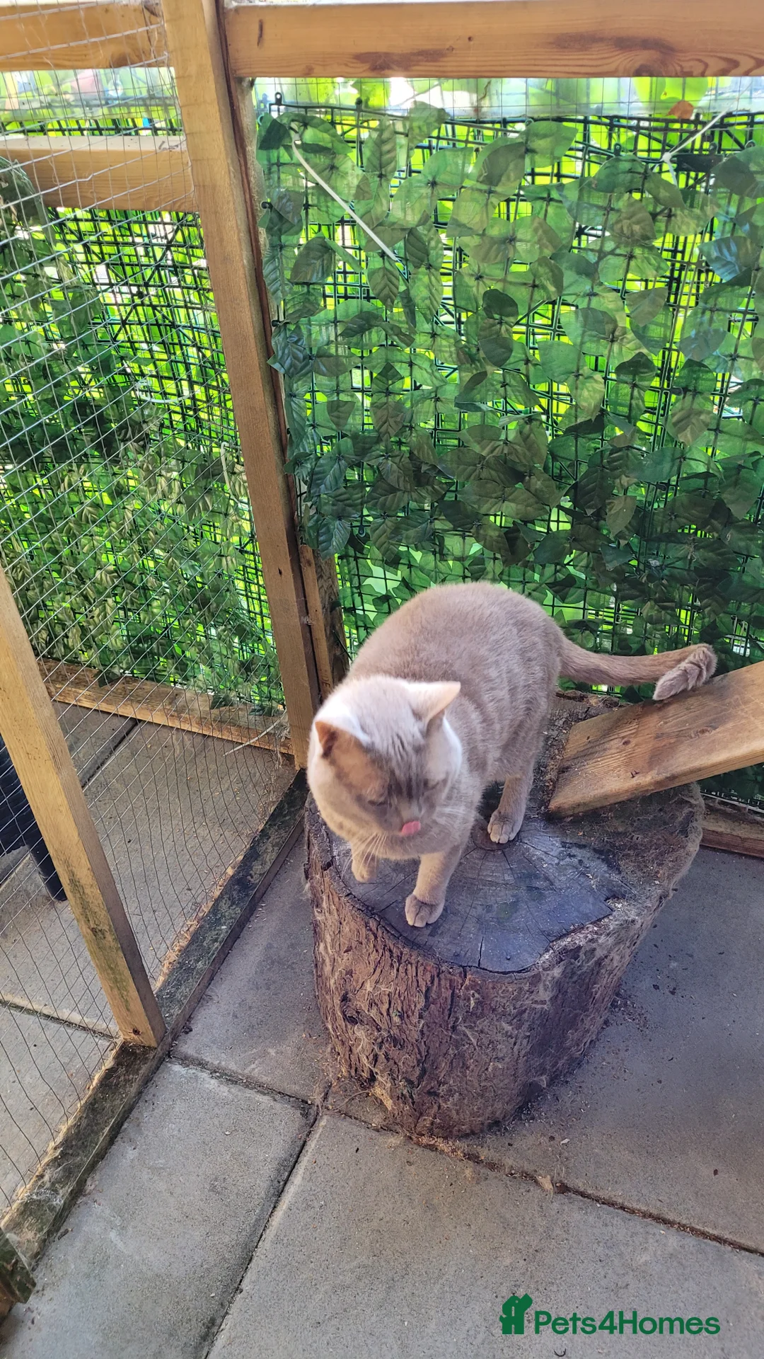 British Shorthair cats for stud: Blue for stud - Advert 4