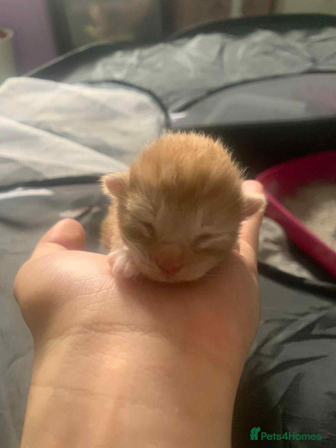 Maine Coon cats for sale: Beautiful kittens for sale  - Image 1