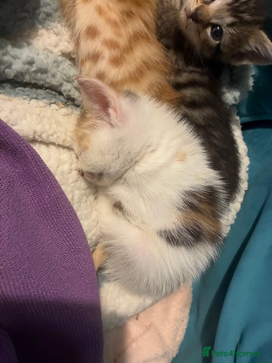 Domestic Shorthair cats for sale: Beautiful ginger & tabby kittens available 20 Dec - Advert 20