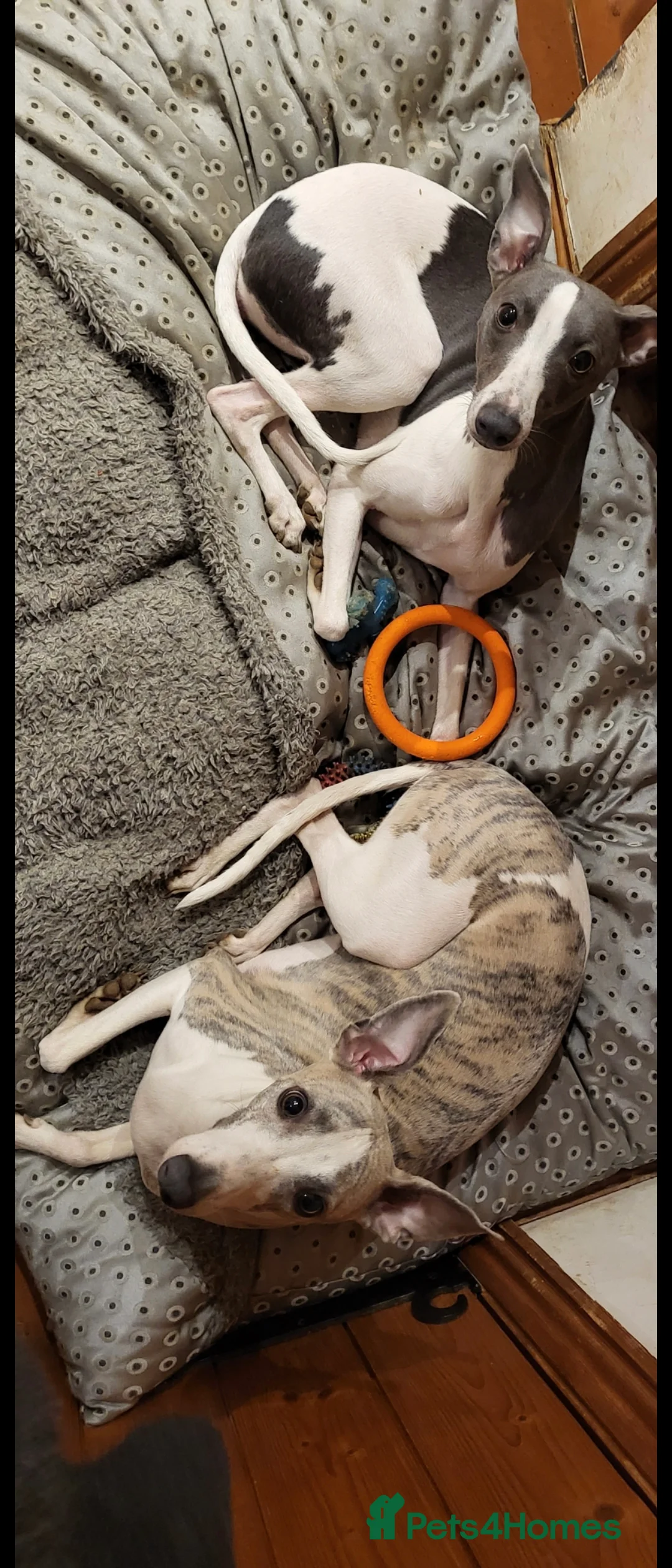 Whippet dogs for sale: Gorgeous kc registered whippet puppies  - Advert 4