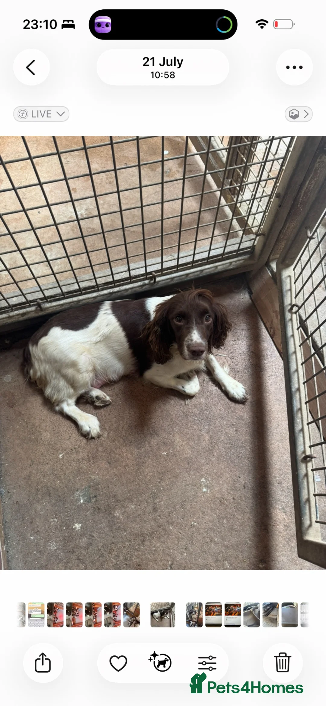 English Springer Spaniel dogs for sale: English Springer Spaniel dog pup - Advert 5