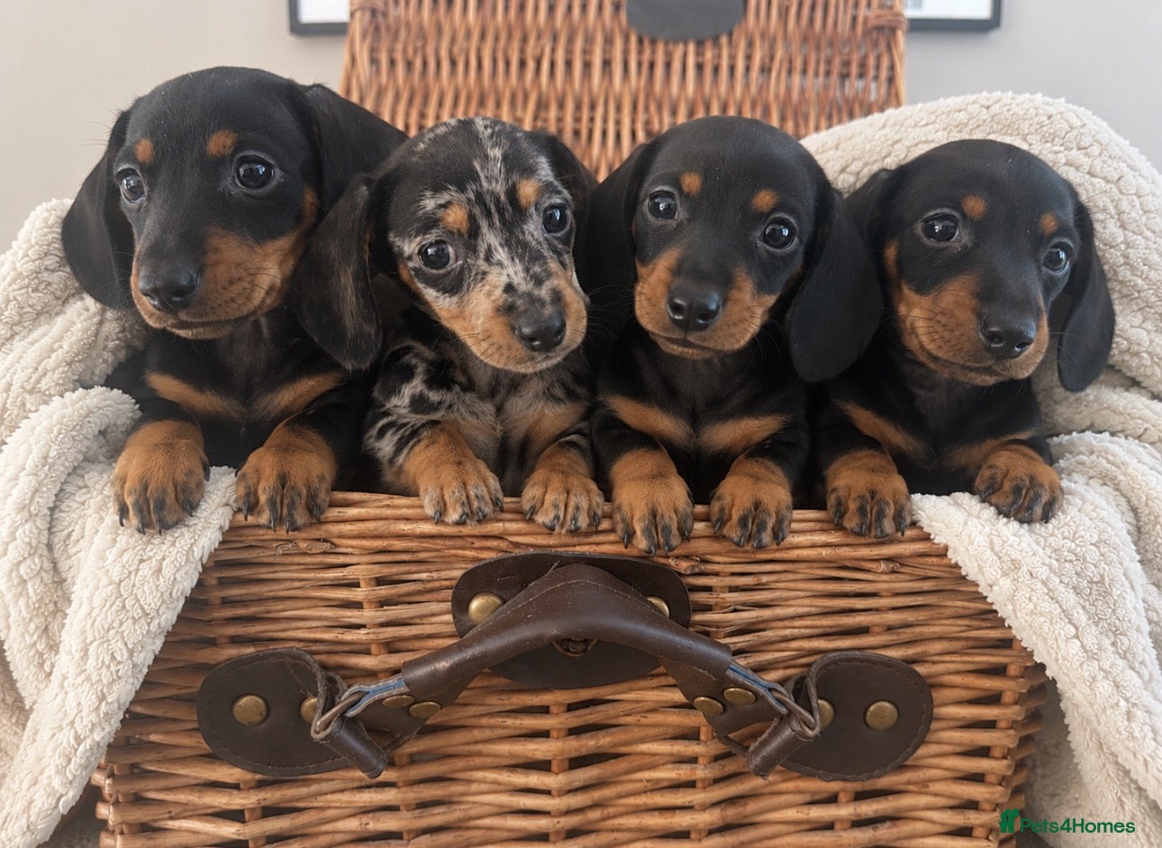 Miniature Dachshund dogs for sale: Beautiful PRA clear boys  - Advert 3