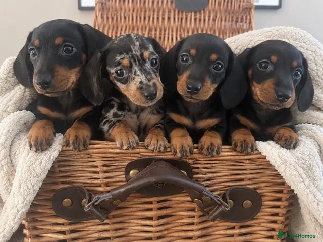 Miniature Dachshund dogs for sale: Beautiful PRA clear boys - Advert 3