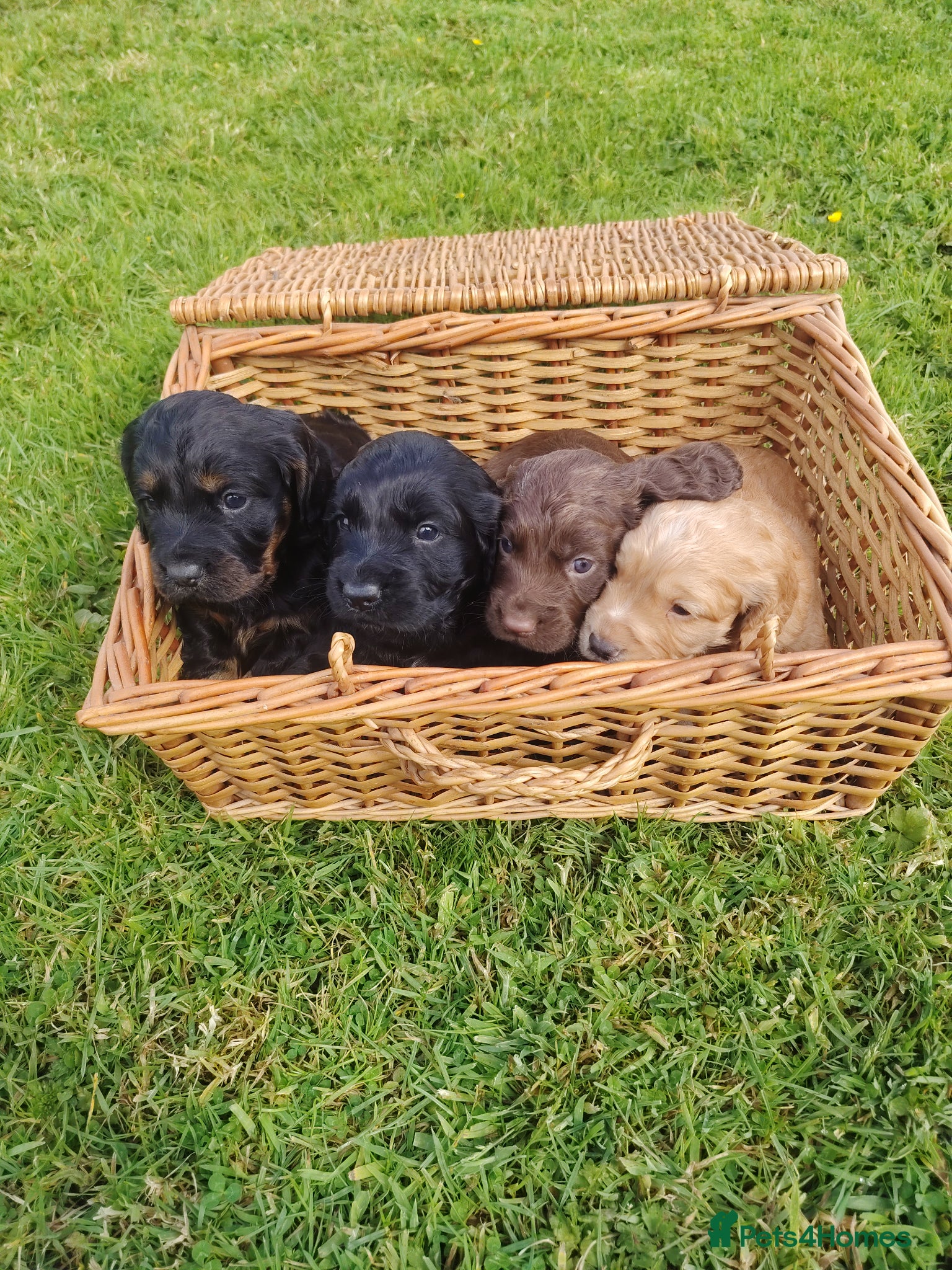 Cocker Spaniel dogs Cocker Spaniels Puppies 🐶 - Advert 14