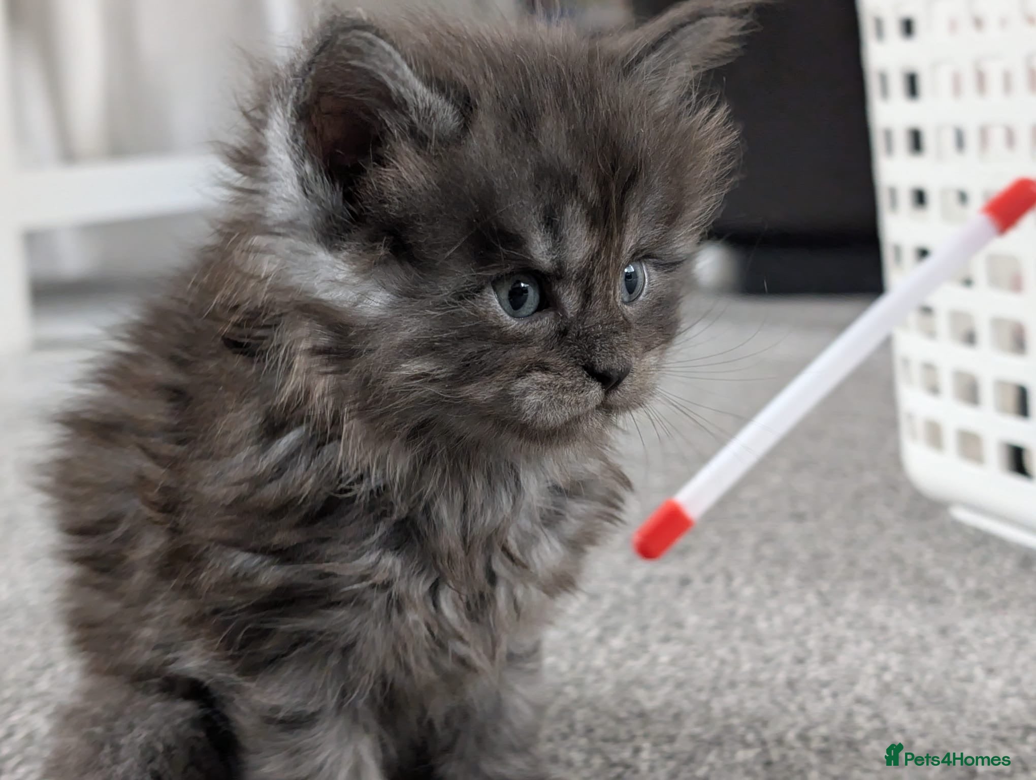 Maine Coon cats for sale: Maine coon kittens  - Advert 11