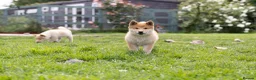 Japanese Shiba Inu dogs for sale: READY NOW Elite Japanese Shiba Inu puppies. - Advert 7