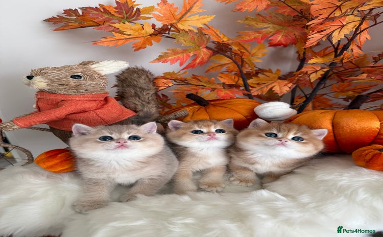 British Shorthair cats - Advert 9