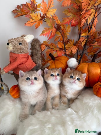 British Shorthair cats Golden Blue British Shorthair kittens - Advert 16