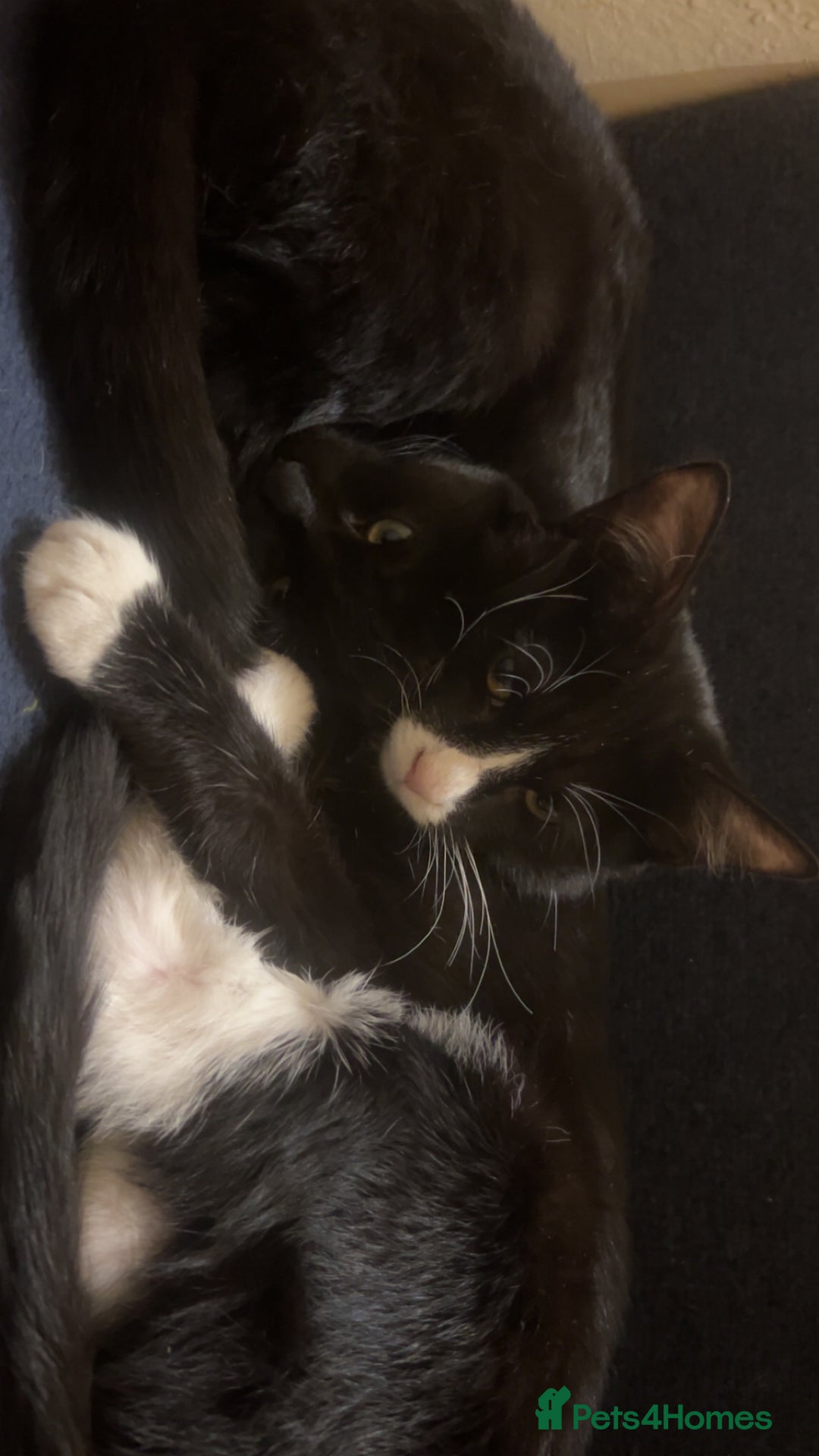 Mixed Breed cats for sale: kittens in desperate need for a home. - Advert 2