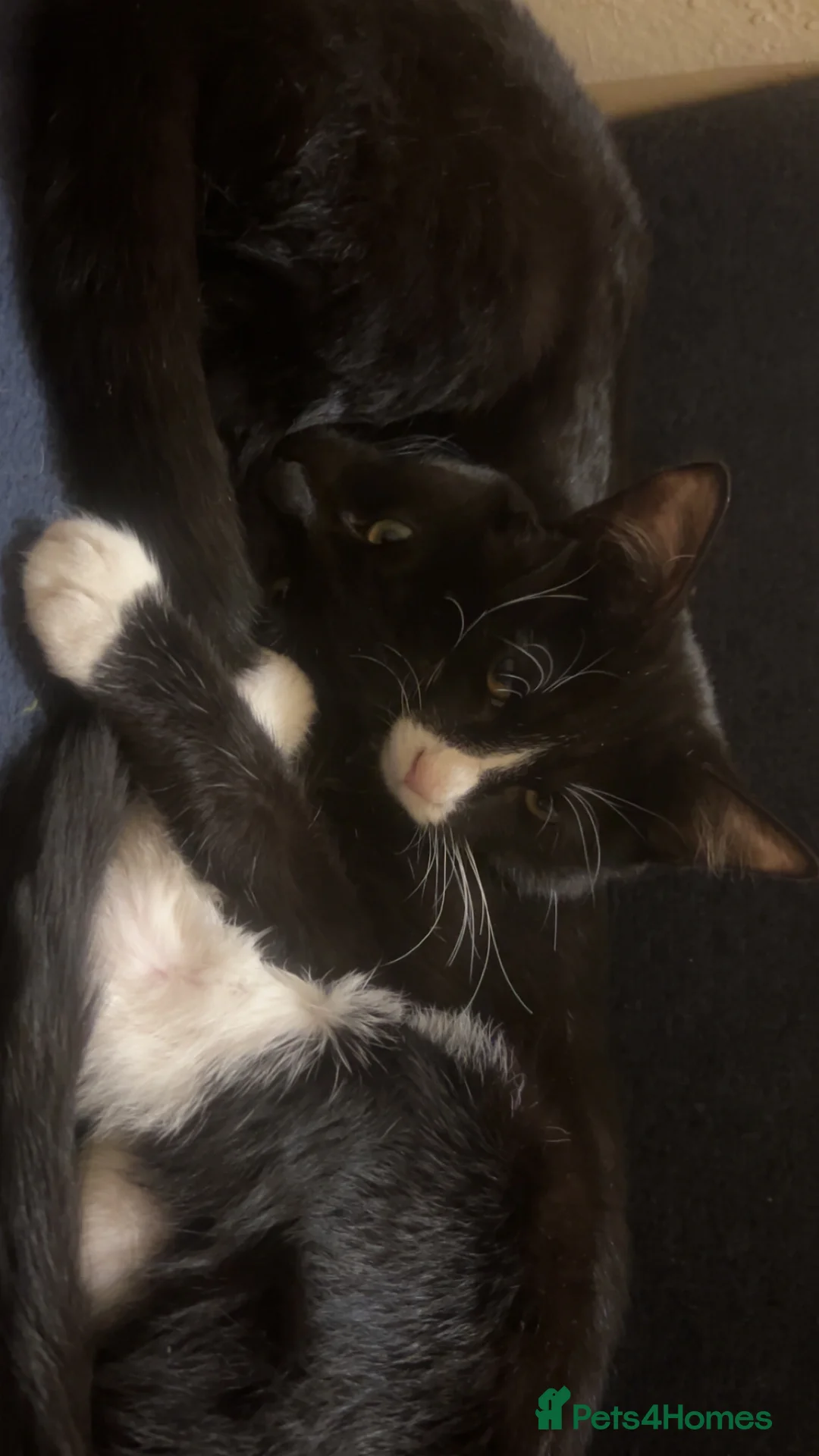 Mixed Breed cats for sale: kittens in desperate need for a home. - Advert 2