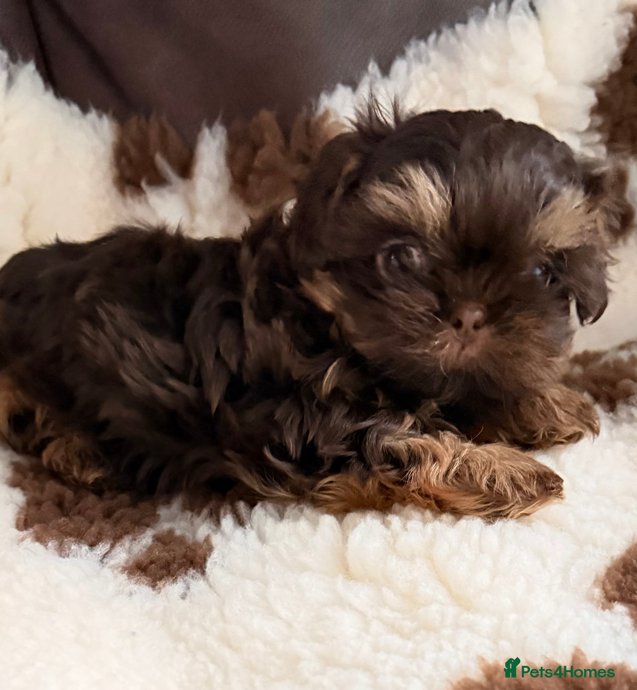 Shih Tzu dogs Beautiful litter of imperial Shihtzu for sale  - Advert 6