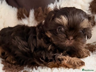 Shih Tzu dogs Beautiful litter of imperial Shihtzu for sale - Advert 2