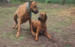 Rhodesian Ridgeback dogs for sale: Super chunky Rhodesian Ridgeback puppy - Image 15