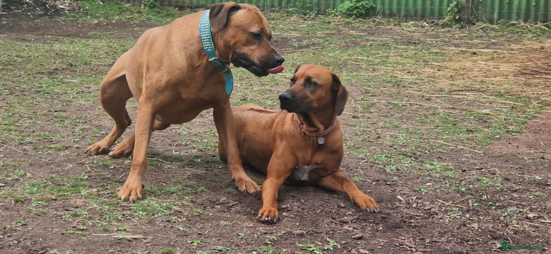 Rhodesian Ridgeback dogs for sale: Super chunky Rhodesian Ridgeback puppy - Image 15