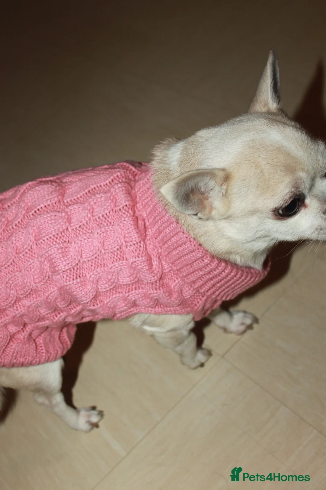 Chihuahua dogs for sale: Two Chihuahua Females  - Advert 5