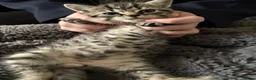 Mixed Breed cats for sale: Bengal cross kittens  - Advert 9