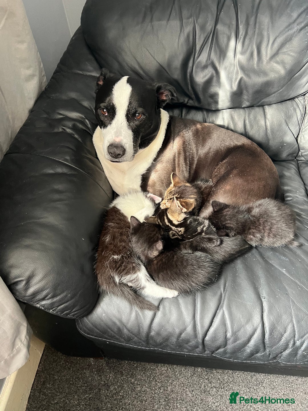 Domestic Shorthair cats for sale: Kittens - Image 1
