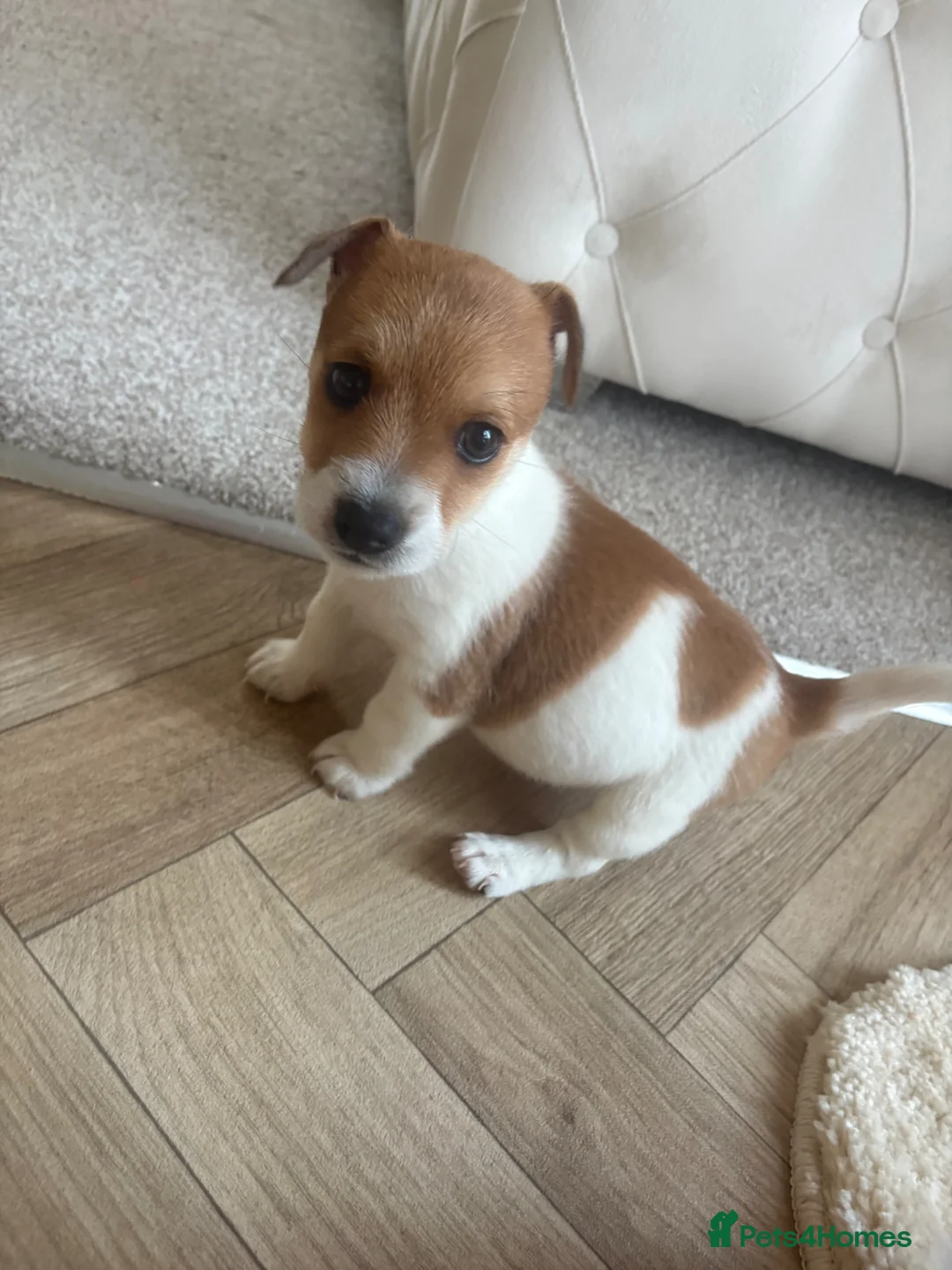 Jack Russell dogs for sale: Boy jack russel in Evesham - Advert 1