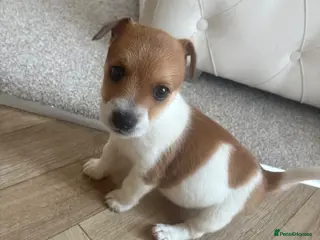 Jack Russell dogs Boy jack russel - Advert 1