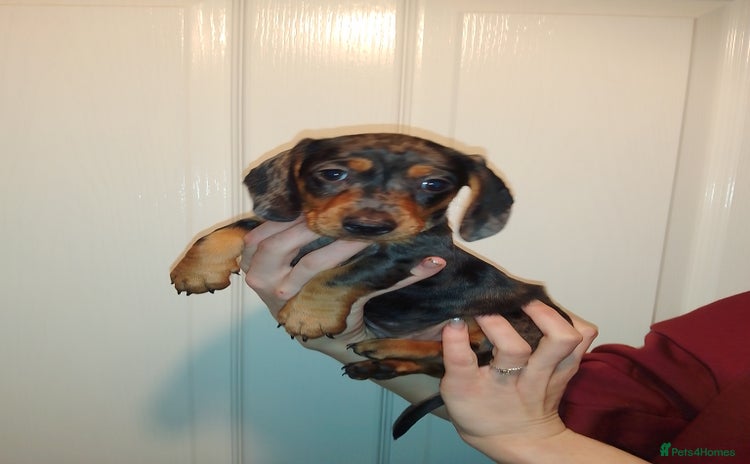 Miniature Dachshund dogs - Advert 9