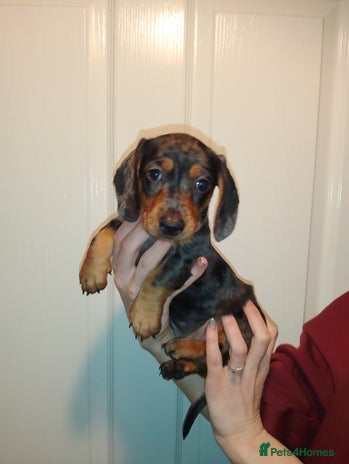 Miniature Dachshund dogs - Advert 2
