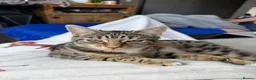 Domestic Shorthair cats for sale: beautiful twin kittens  in Coalville - Advert 4