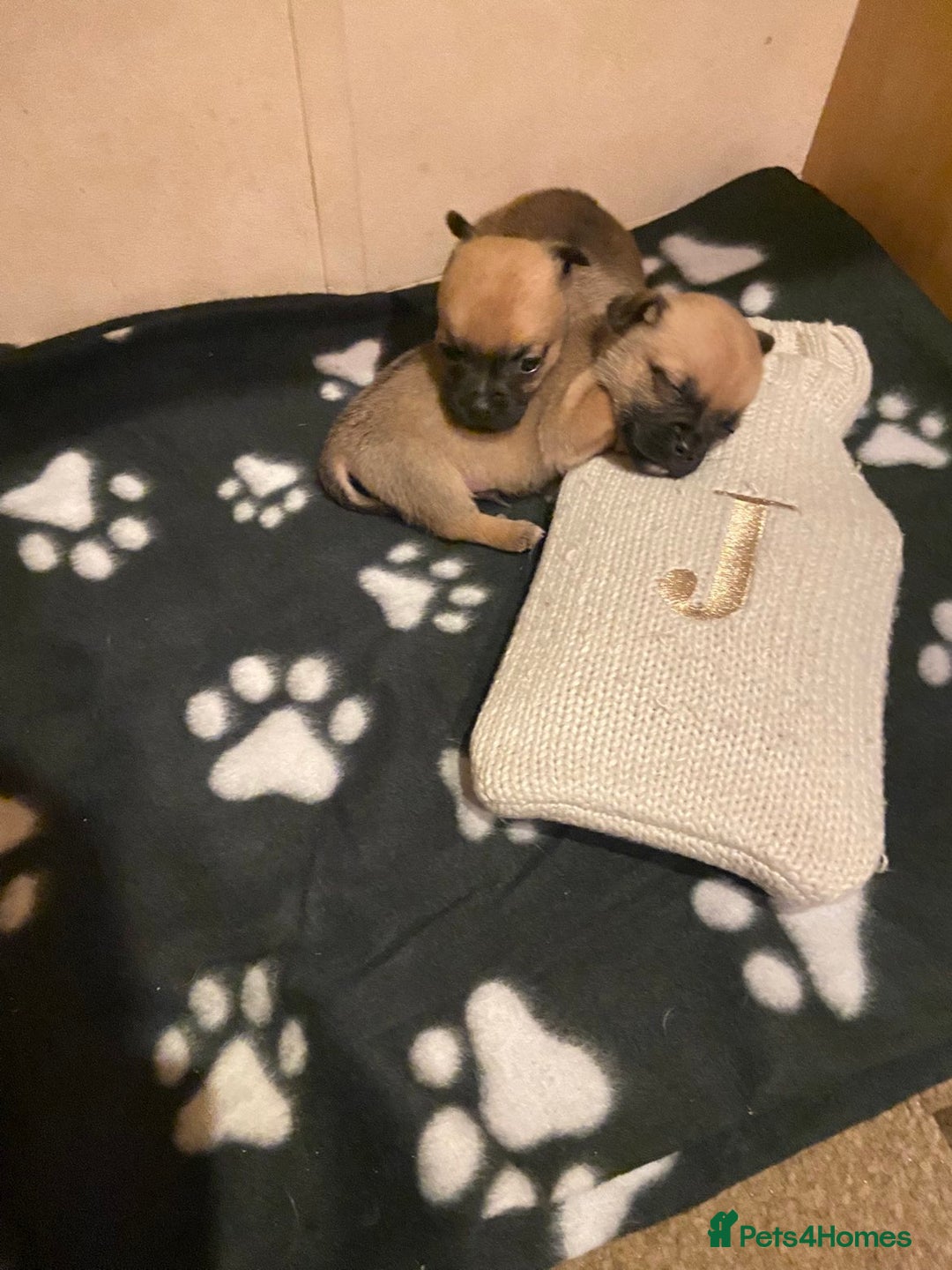 Chihuahua dogs for sale: Chihuahua puppies - Advert 3