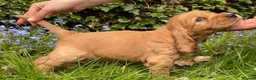 Cocker Spaniel dogs for sale: Therapy calm KC registered show cockers  - Advert 15