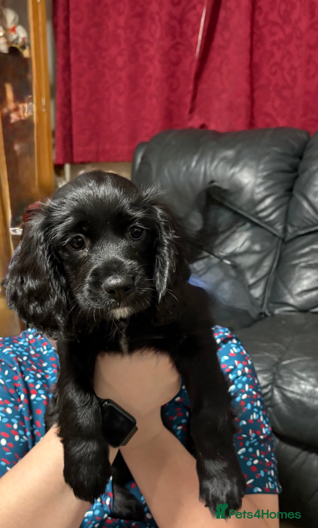 Cockalier dogs for sale: Ready to go 2 Male Cockalier Spaniels  - Advert 5