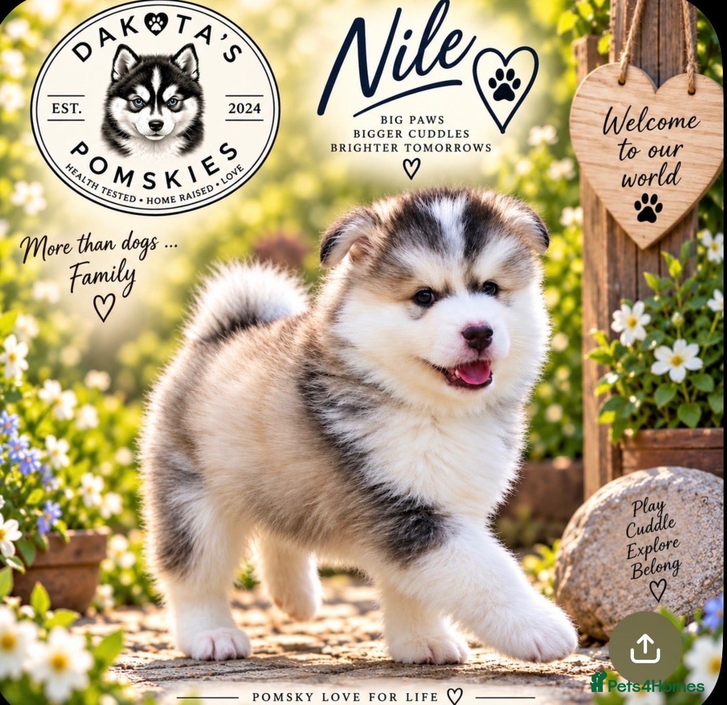 Pomsky dogs Stunning F3 Pomsky Puppies - Advert 2