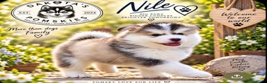 Nile