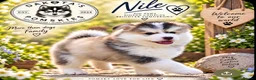 Pomsky dogs for sale: Stunning F3 Pomsky Puppies - Advert 29