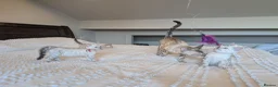 Bengal cats for sale: 🤍🩶 GORGEOUS BENGAL KITTENS 🩶🤍 - Advert 7
