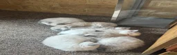 Ragdoll cats for sale: 6 adorable pure-ragdoll Kittens for sale in Walton-on-Thames - Advert 1