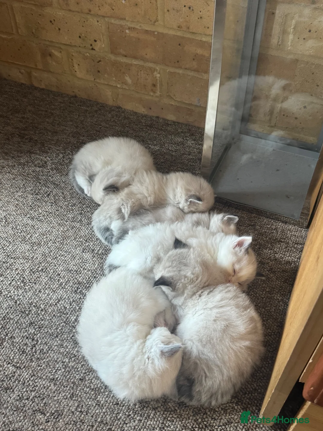 Ragdoll cats for sale: 6 adorable pure-ragdoll Kittens for sale in Walton-on-Thames - Advert 1