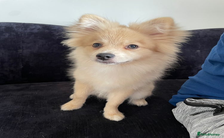 Pomeranian dogs - Advert 2