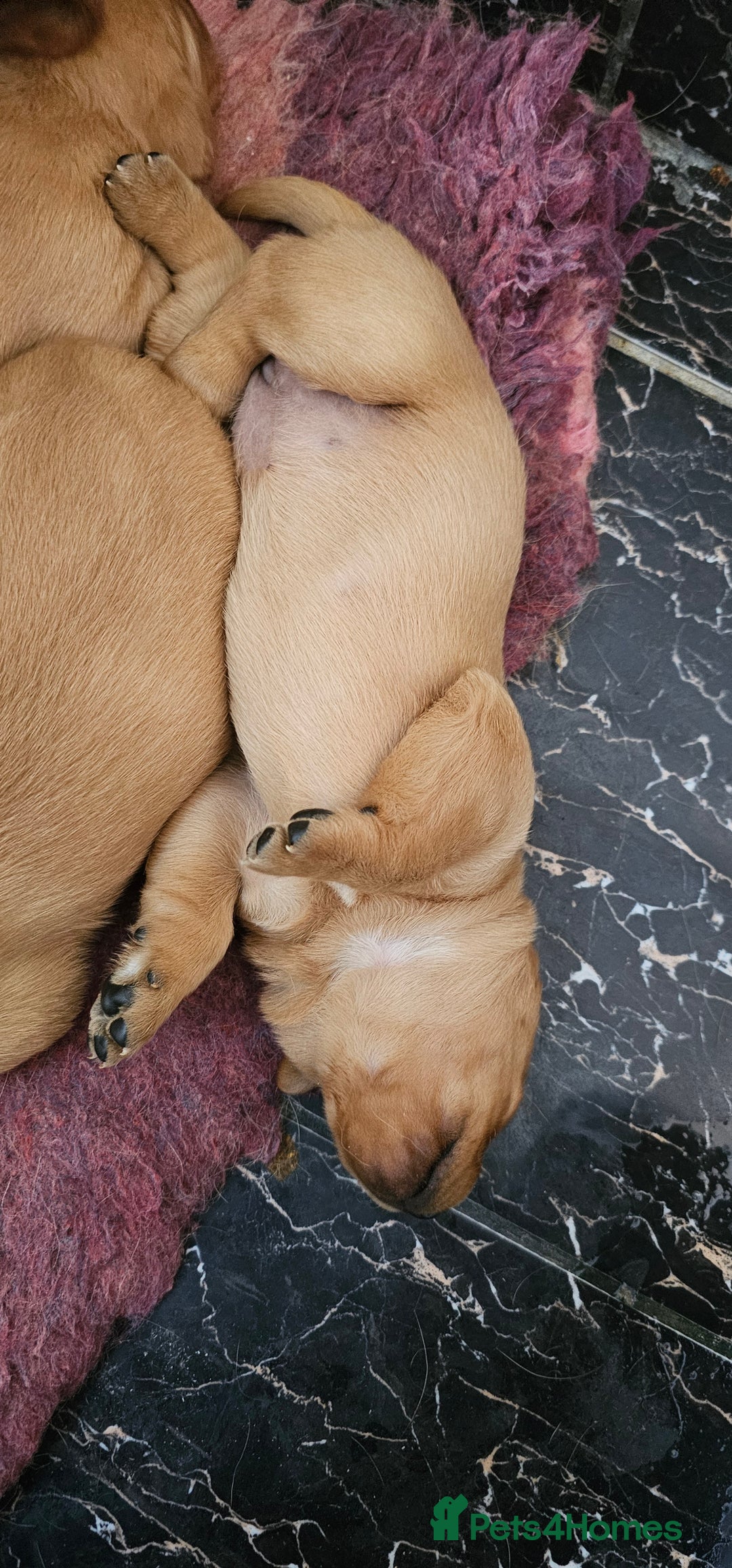 Labrador Retriever dogs for sale: 6 STUNNING KC REG FOX RED LABRADORS  - Advert 17