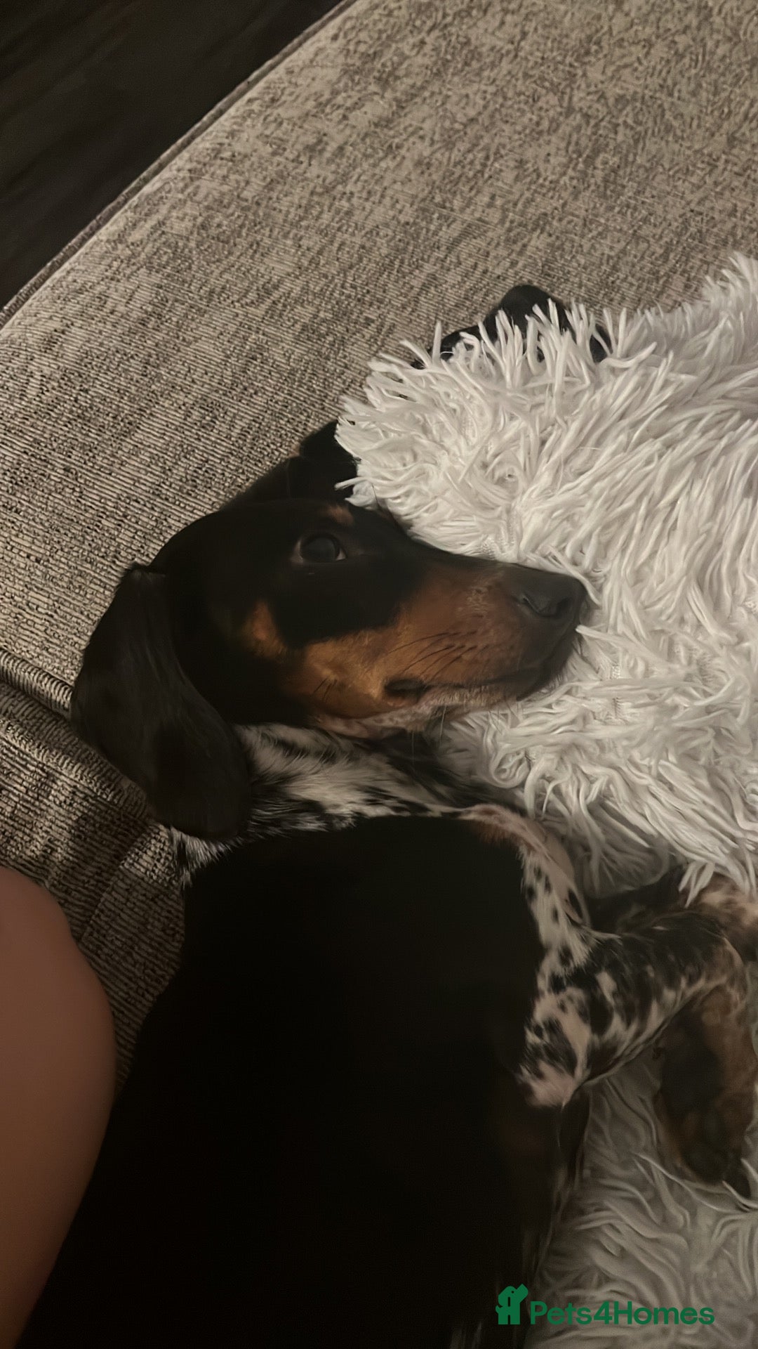 Miniature Dachshund dogs Rehoming 1 year old daschund  - Advert 6