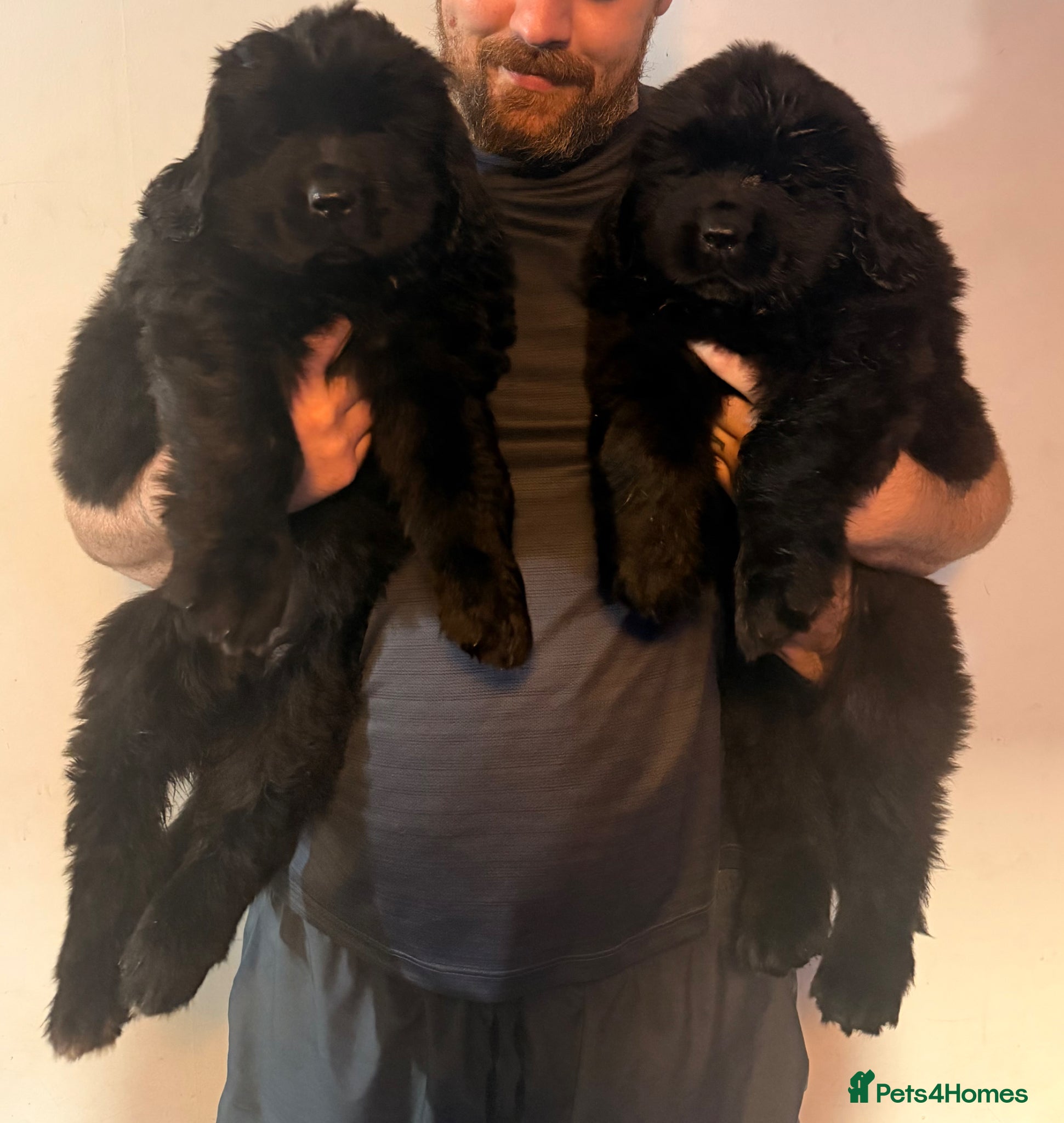 Newfoundland dogs Beautiful chunky Newfoundland puppy - Advert 1