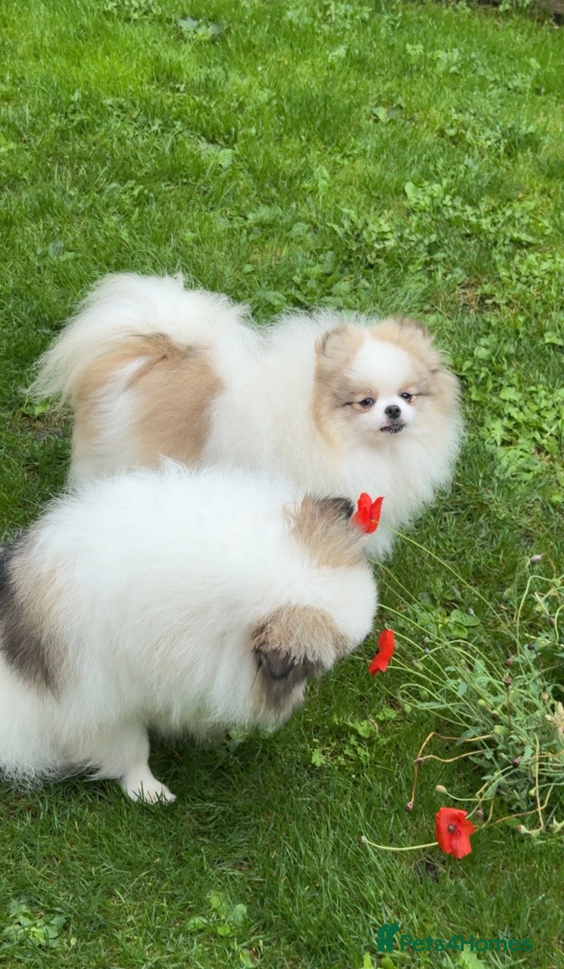 Pomeranian dogs 🧸Very beautiful girls 🌸🧸 - Advert 4