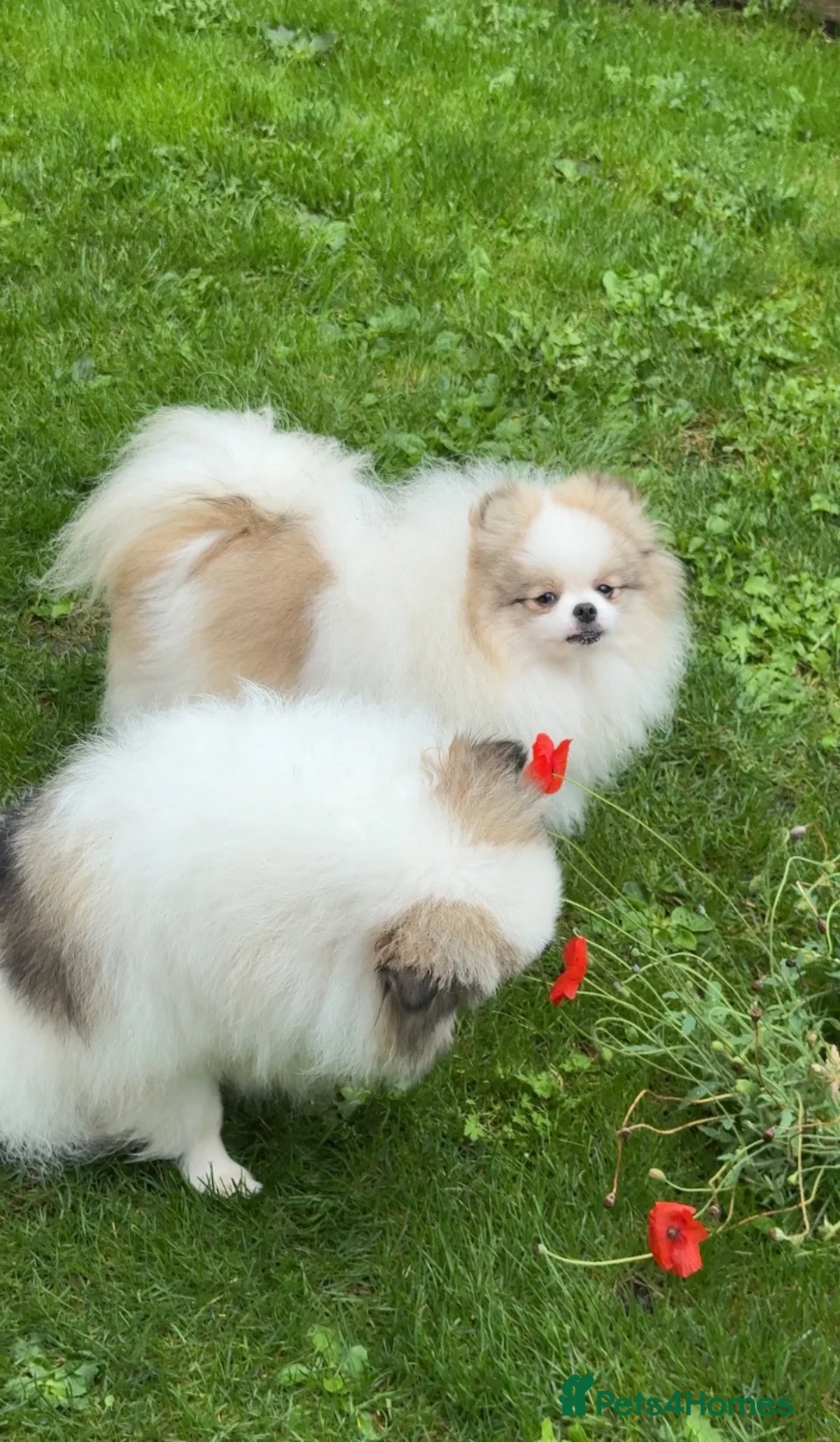 Pomeranian dogs for sale: 🧸Very beautiful girls 🌸🧸 in Cinderford - Advert 1