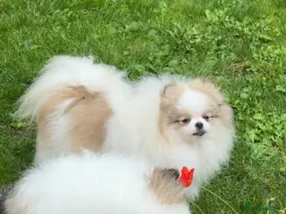 Pomeranian dogs 🧸Very beautiful girls 🌸🧸 - Advert 4