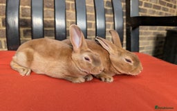 Rex rabbits for sale: 2 beautiful Mini Rex does left - Image 1