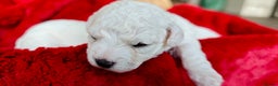 Bichon Frise dogs for sale: Sweet Bichon Frise puppies- Champion Bloodline  - Advert 16