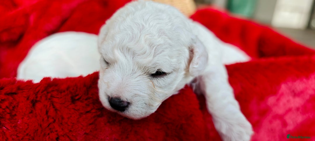 Bichon Frise dogs for sale: Sweet Bichon Frise puppies- Champion Bloodline  - Advert 16