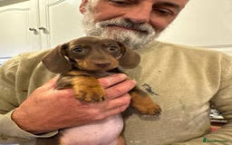 Miniature Dachshund dogs for sale: Miniature Dachshund Puppies  - Image 19