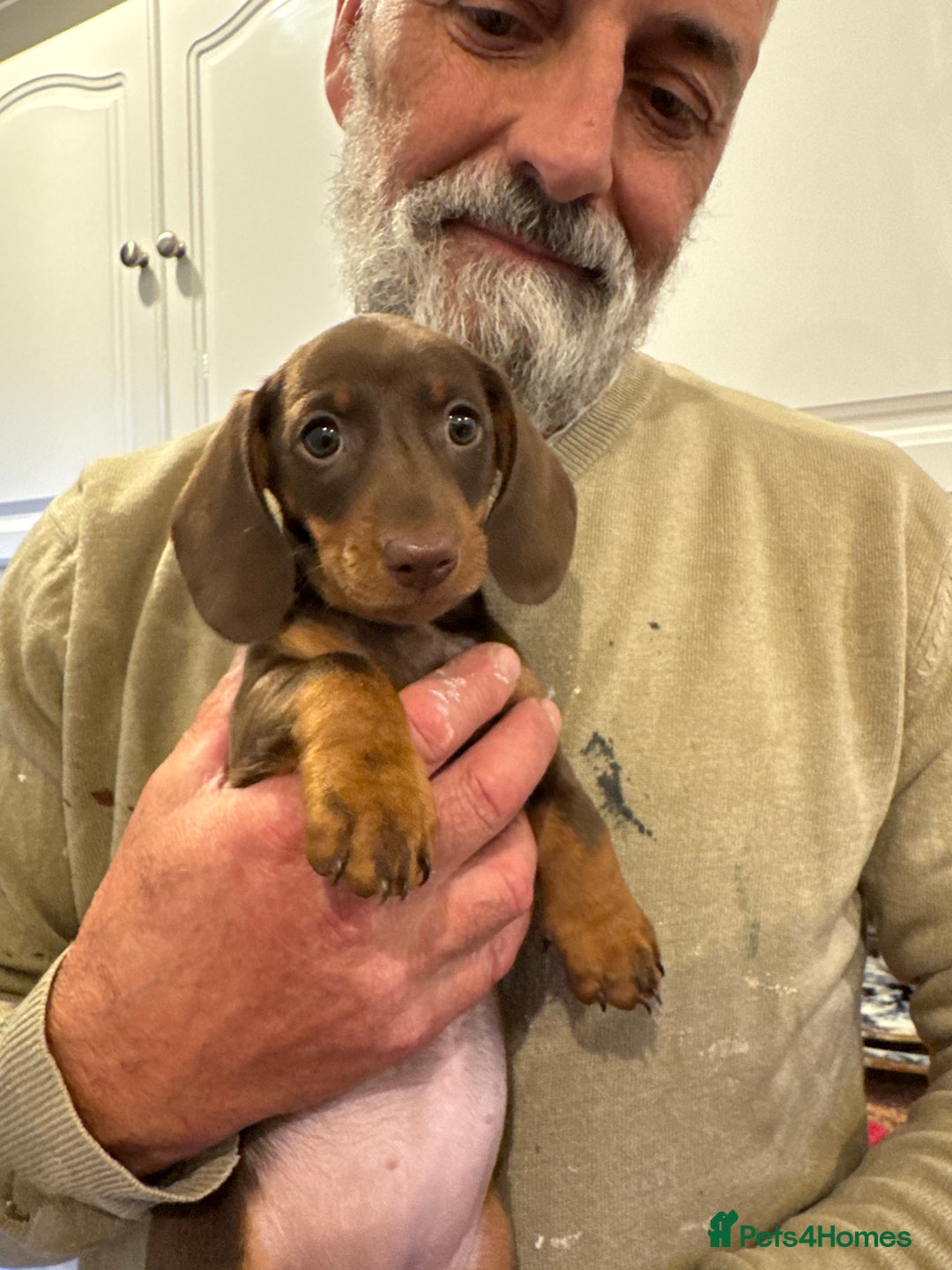 Miniature Dachshund dogs for sale: Miniature Dachshund Puppies  - Image 19