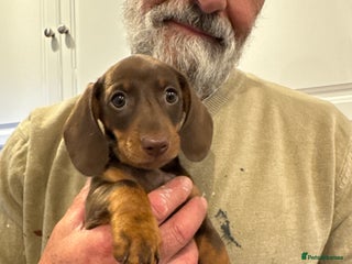 Miniature Dachshund dogs - Advert 24