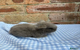 Mini Lop rabbits for sale: Beautiful Pure Bred minilops  - Image 7